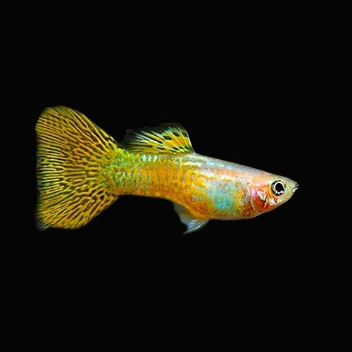 Poecilia ret.   Guppy gold cobra